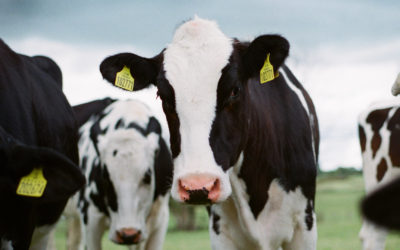 Bio-material recovery from dairy products