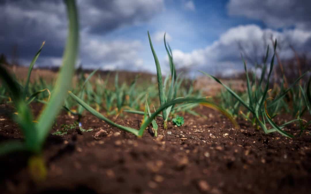 REGENERATIVE FARMING: THE FUTURE OF SUSTAINABLE FARMING 