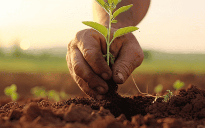 Eco-Friendly Farming Practices: Turning Food Waste into Fertilizer with the iDigest