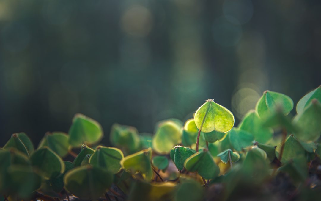 Green Skills Week – What our team members are thinking